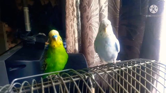 У меня был ещё один попугай и он...🦜 смотреть онлайн