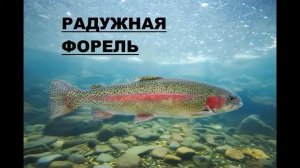 Речные рыбы и их фото с названием.