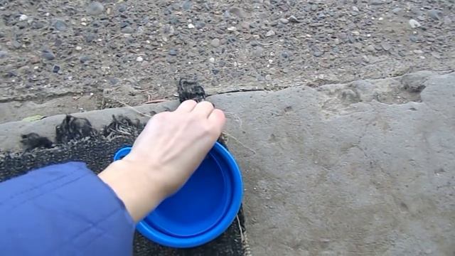 Содержание щенка Сибирского Хаски в доме. Третий месяц. смотреть онлайн