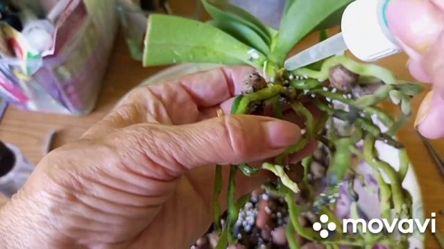 21.06.2023.ПОЧЕМУ ЖЕЛТЕЮТ ЛИСТЬЯ НА ОРХИДЕЕ??? В ЧЕМ ПРИЧИНА??? смотреть онлайн