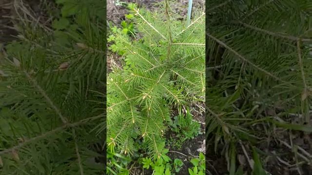 Пихта Сибирская. Саженцы. смотреть онлайн