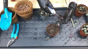 Церопегия Вуда, уход и размножение