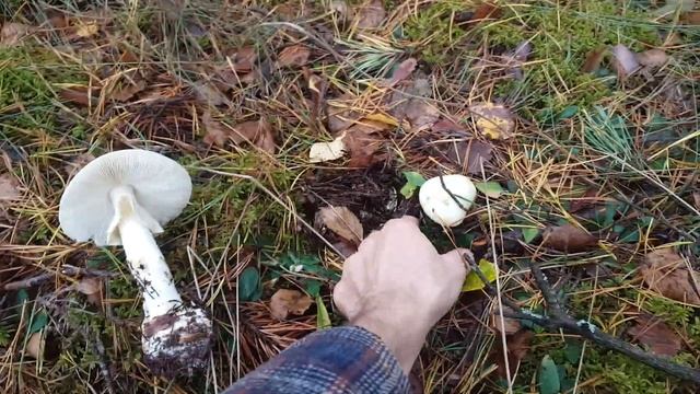 Собираем грибы 4 Октября !!! смотреть онлайн