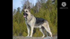 Отличия восточно-европейской овчарки от немецкой овчарки