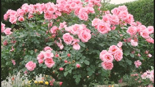 Рассекреченные частоты.Частота 528Гц.Она создаёт настоящие чудеса.