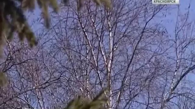 Экология Красноярска. В центре города засыхают хвойные. Андрей Гришаков смотреть онлайн