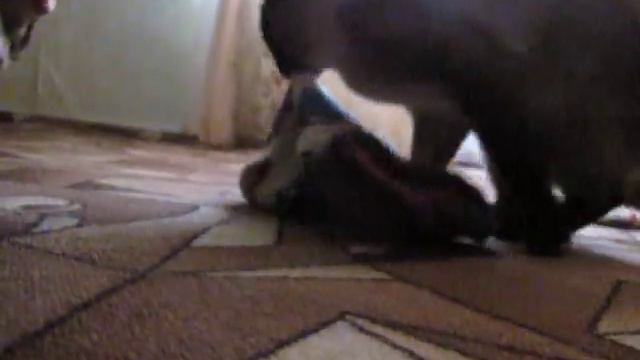 котэ любит носок