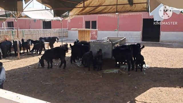 Dar Marafie farm/2KD entry fee/kuwait/Wafra/vegetables @harmony creations. смотреть онлайн