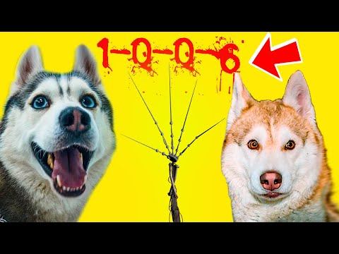 Все серии ПРОТОТИП 1-0-0-6 в РЕАЛЬНОЙ ЖИЗНИ!! (Хаски Бандит) Prototype 1006 говорящая собака смотреть онлайн