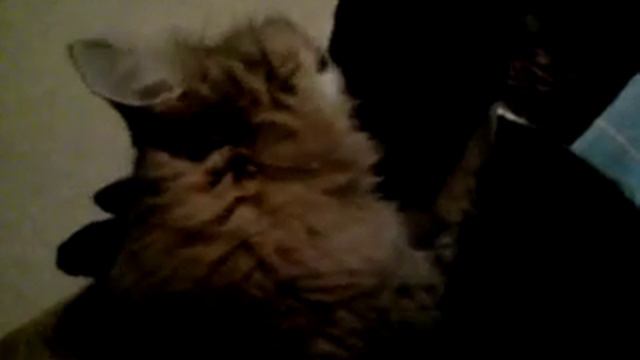 Кошачьи нежности) смотреть онлайн