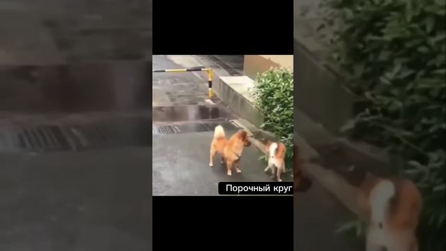 Замкнутый круг) смотреть онлайн
