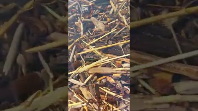 Янтарь_поездка на берег Балтийского моря смотреть онлайн