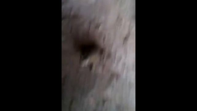 лягушка лает смотреть онлайн
