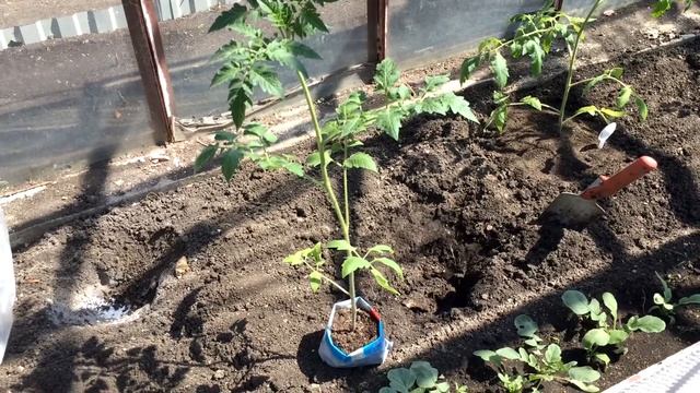 Томаты для теплицы. 3 этап. Высадка. смотреть онлайн