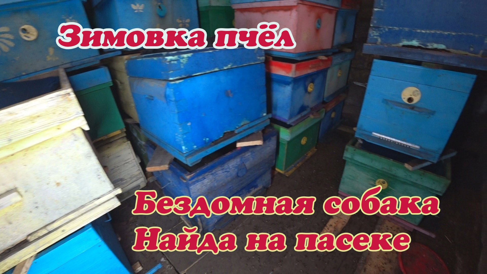 БЕЗДОМНАЯ СОБАКА НАЙДА НА ПАСЕКЕ, ЧИСТИМ РАМКИ, ЗИМОВКА ПЧЁЛ В ЗИМОВНИКЕ. смотреть онлайн