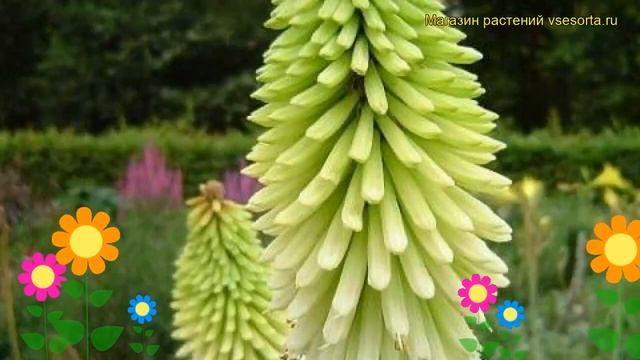 Книфофия ягодная Ванила. Краткий обзор, описание характеристик kniphofia uvaria Vanila смотреть онлайн