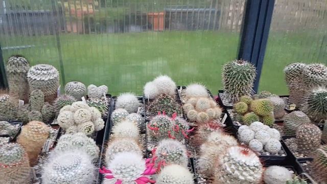 Кактусные потери зимой.Боливицереус цветет,неопортерия,турбиникарпусы,цереус Палмери с пухом.23 смотреть онлайн