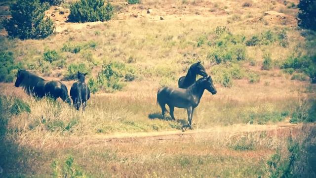 Poderoso Herd Spring 2017 смотреть онлайн