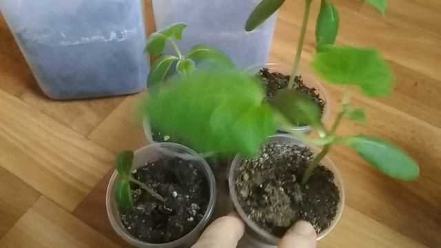 Огурцы на подоконнике зимой - советы по выращиванию. //Cucumbers on the windowsill in winter-tips./ смотреть онлайн