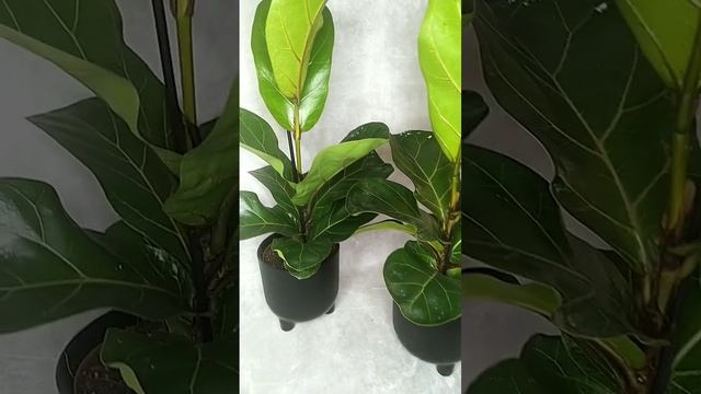 Домашние растения. фикус Лирата Бамбино. смотреть онлайн