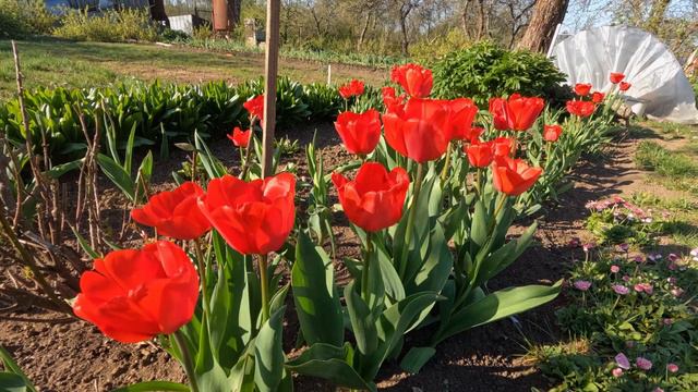 Тюльпаны, цветы, сад #цветы #spring #flowers #tulips смотреть онлайн