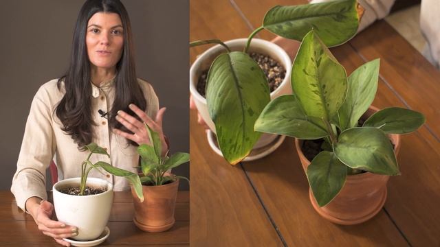 Homalomena (Adelonema) Sp. 'Selby' Houseplant Care — 256 Of 365