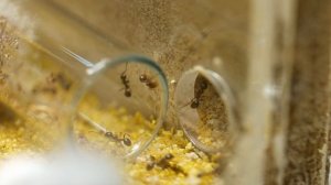 ЗАСЕЛЯЕМ ЖНЕЦОВ В НОВУЮ МУРАВЬИНУЮ ФЕРМУ С ПЕСКОМ! ПЕРЕСЕЛЕНИЕ МУРАВЬЁВ Messor rufus! Димон и пумба