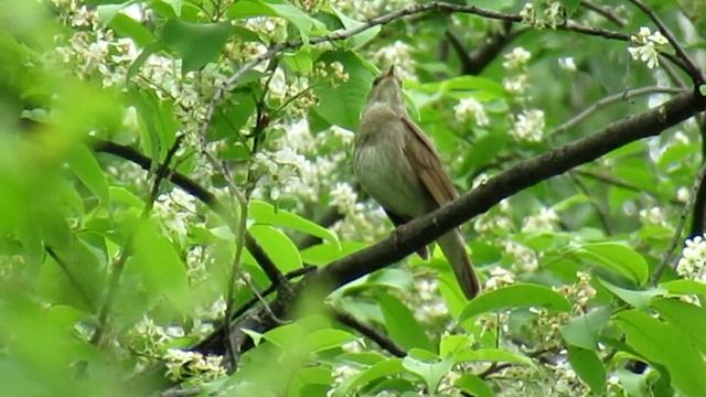 Соловей ПОЁТ, на подпевках трещат дрозды-рябинники смотреть онлайн