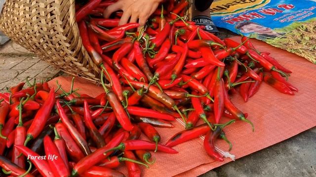 Harvesting, Chilli, Bring To The Market To Sell, Forest Life