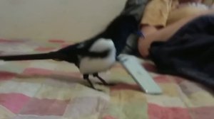 Домашняя сорока ВИНЧ. Плюсы (+++) и минусы (- - -)