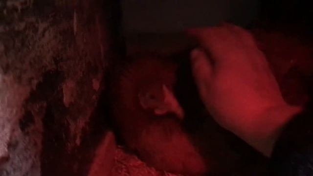 Ирининская птицефабрика Курица или кошка Курочка урчит как кошка #куры #наседка #яйцо #курятник смотреть онлайн