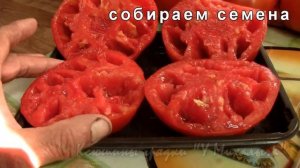 На дворе Август.  Созревание крупноплодных сортов Делишес.