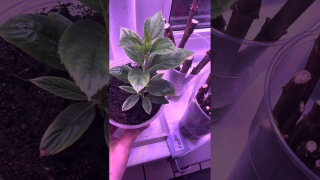 Как развивается метельчатая гортензия, укорененная из почки#черенкованиеметельчатойгортензии смотреть онлайн