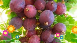 Крыжовник обыкновенный Сириус. Краткий обзор, описание характеристик ribes uva crispa Sirius