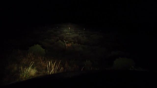 Олень у дороги смотреть онлайн