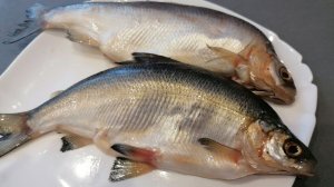 Как засолить малосольную пелядь сухим посолом.