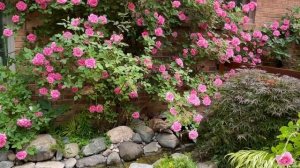 Zephirine Drouhin rose - 5th season