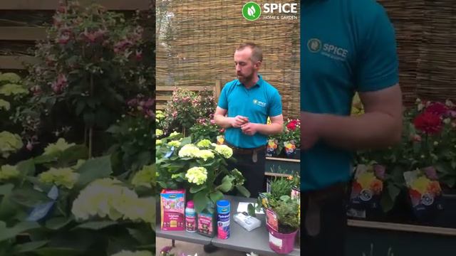 Gardening How To - Episode 1 - Hydrangeas