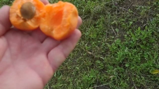 Абрикос Адриана /Adriana/