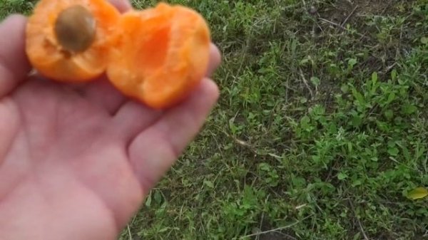 Абрикос Адриана /Adriana/