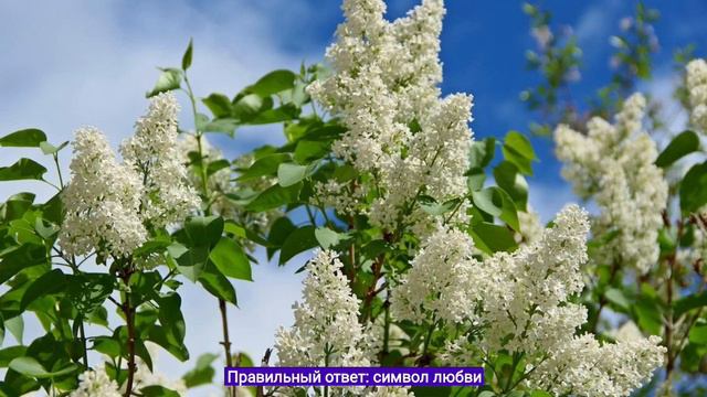 Тест по произведению "Куст сирени" смотреть онлайн