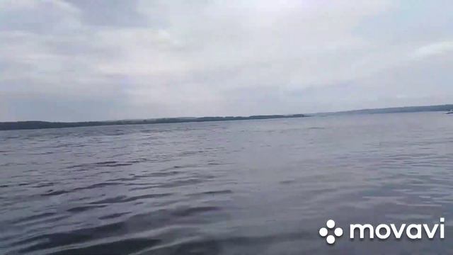 Английский кокер спаниэль смотреть онлайн
