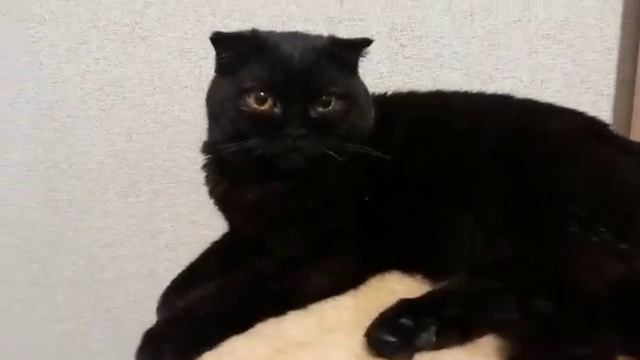 Чёрная вислоухая кошка Маруся. смотреть онлайн