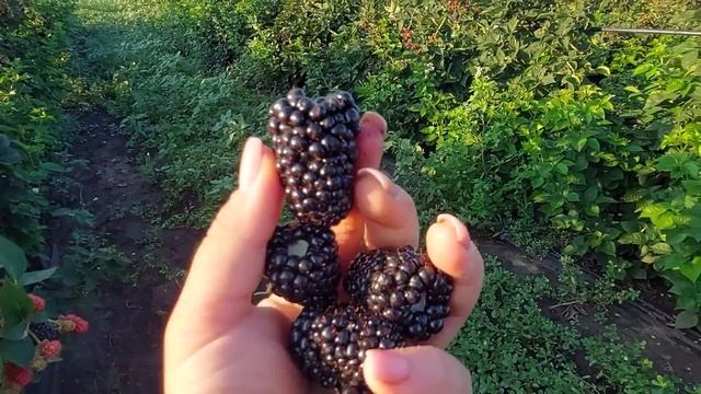 Ежевика Блэк Джэм. Формирую как летний сорт смотреть онлайн