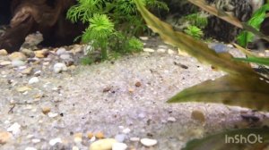 Ива в аквариуме