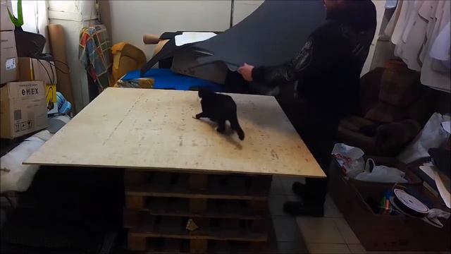 Феррари EVA коврики смотреть онлайн