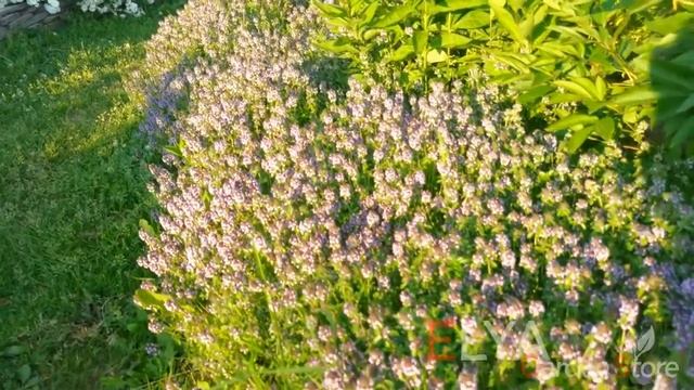 Тимьян ползучий (чабрец) - декоративная пряность смотреть онлайн