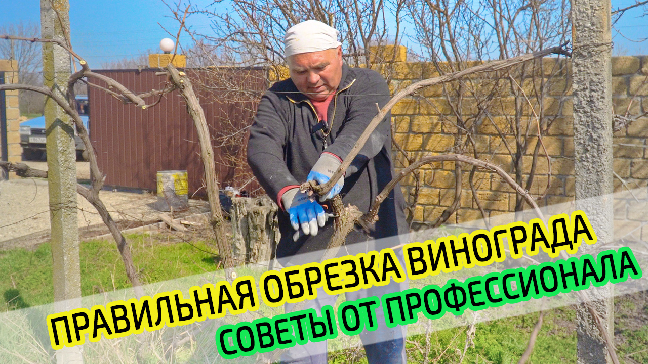 Обрезка винограда. Советы профессионала. Правильная формировка куста винограда. смотреть онлайн