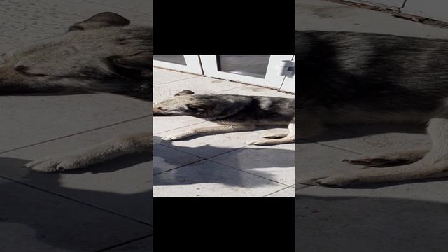 Собачка Дозя