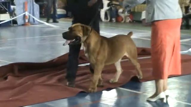 южноафриканский бурбуль движения смотреть онлайн